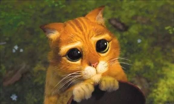 Oddam kotki w dobre ręce za darmo