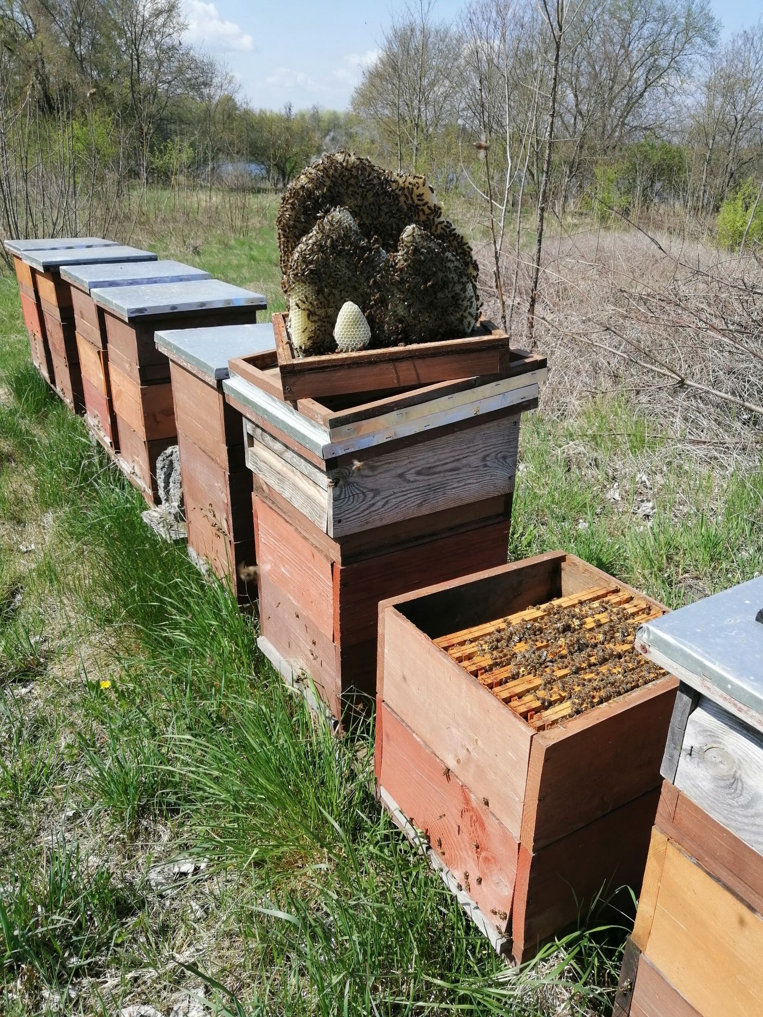 Pyszny naturalny MIÓD prosto od pszczelarza - Pasieka pod Lipami