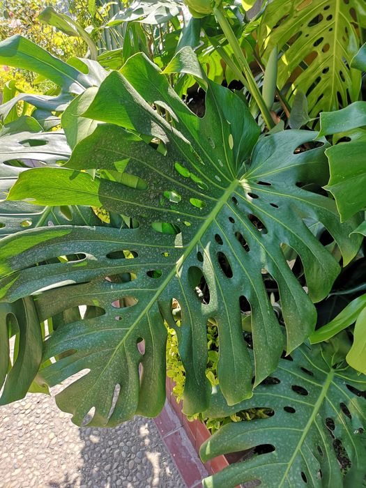 Folhas Naturais Gigantes de Monstera – +50cm – Decoração e Eventos