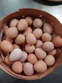 Яйця цесарок дуже корисні