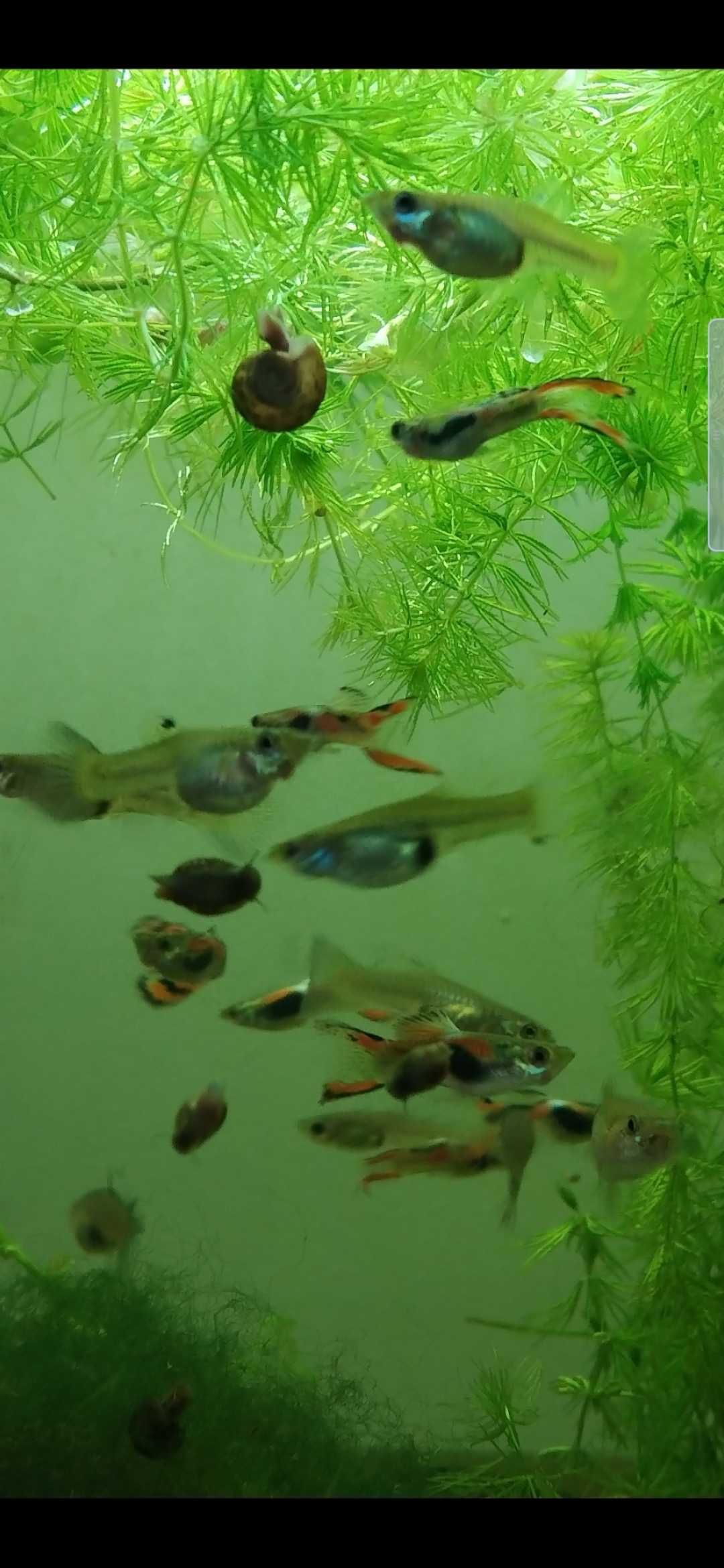 C/ Oferta Guppys fêmeas adultas