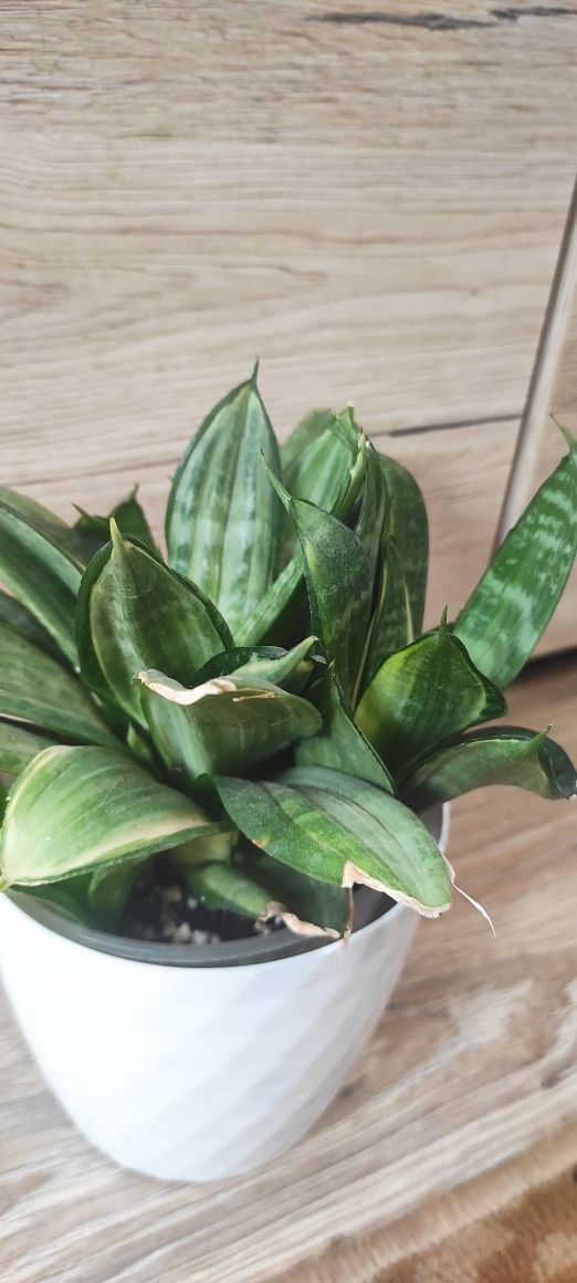 Sansevieria hahnii silver frost