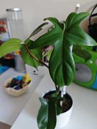 Philodendron pedatum