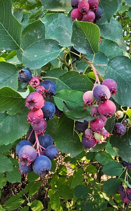 Ирга ягода саженцы