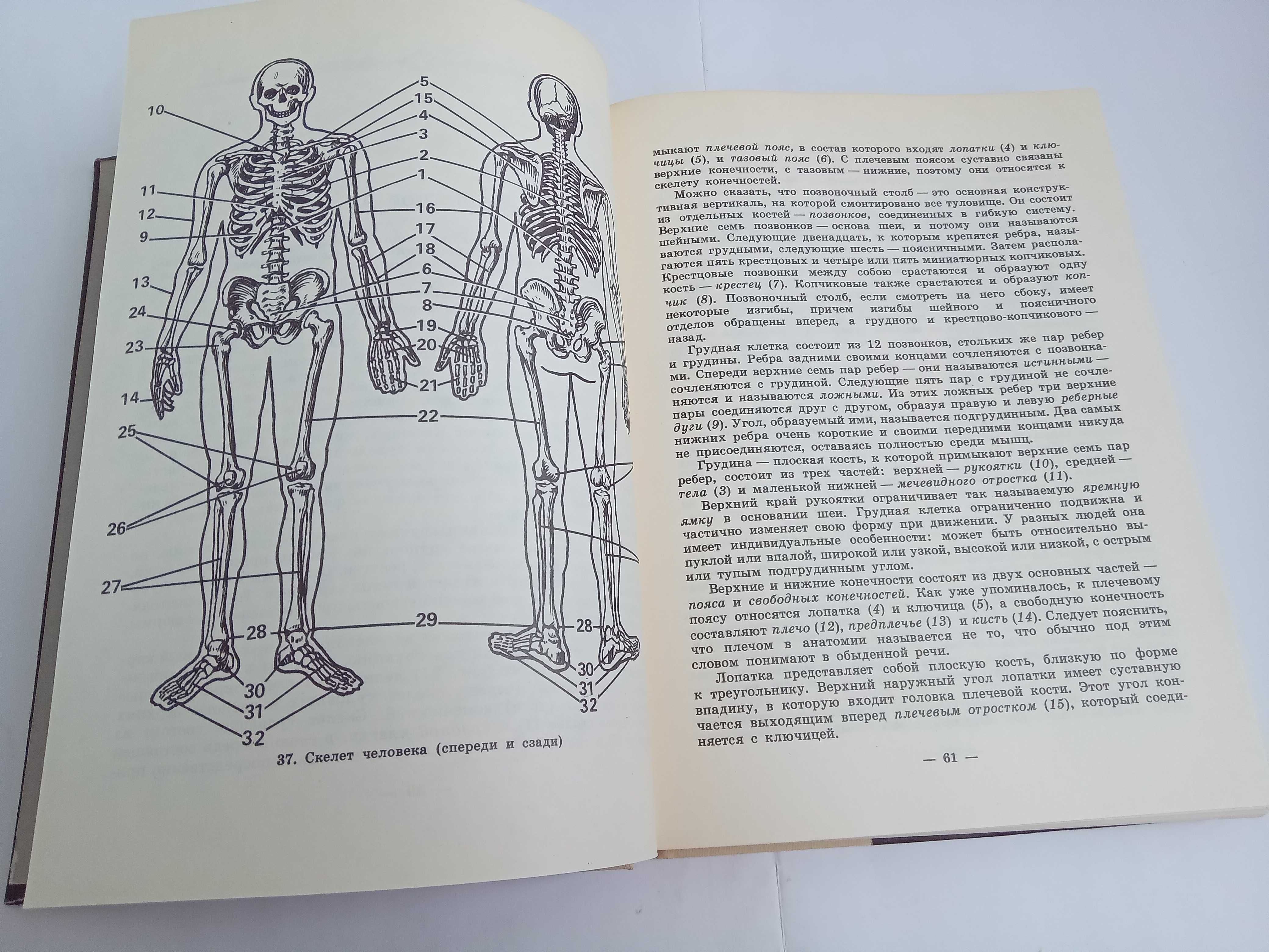 Щипанов А.С. Юным любителям кисти и резца. Для учащихся ст.классов.