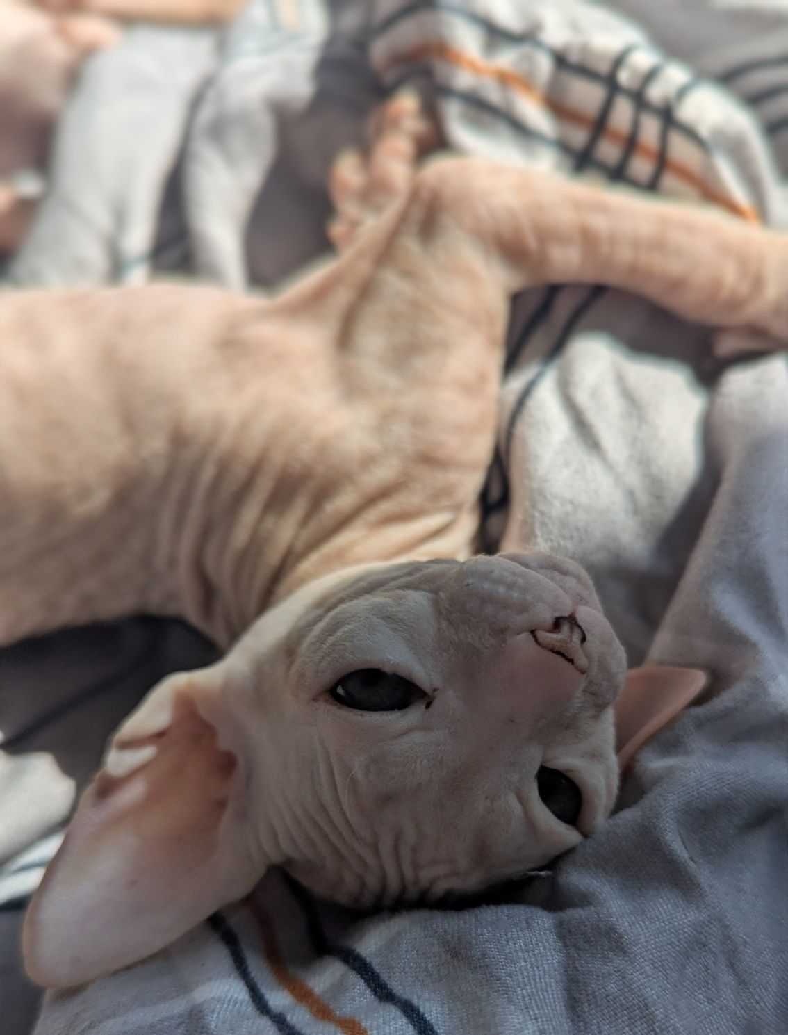 Sfinks Doński, Don Sphynx- kocurek Bubu