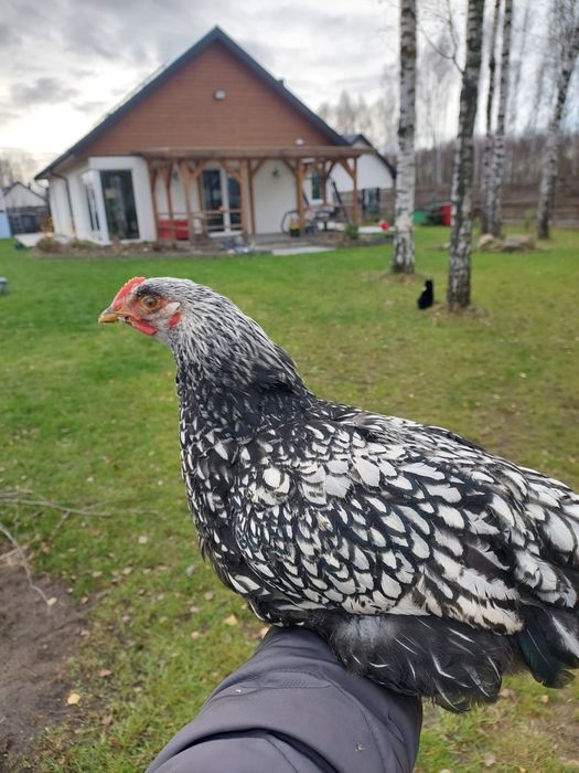 Piękne koguty wyadotte wyadotta srebrnołuskowana