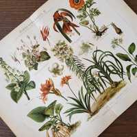 Домашние Цветы Старинная литография 1895 Германия Meyers