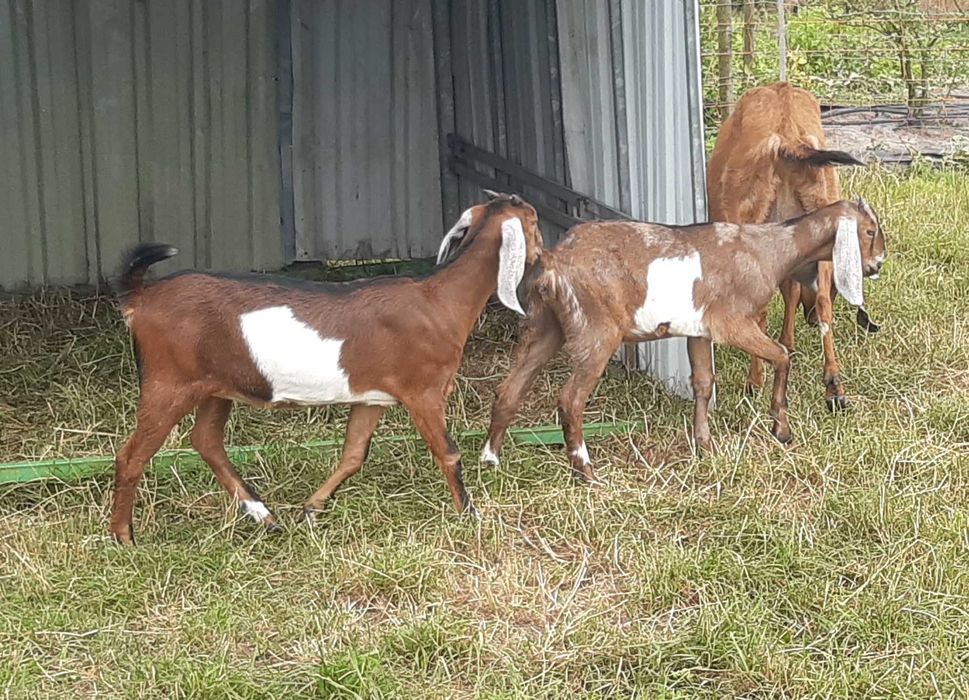 Kozioł Anglonubijski Rodowod NOG