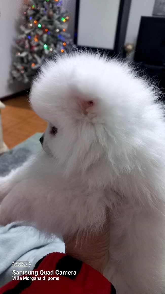 Spitz alemao anao/ lulu da Pomerânia