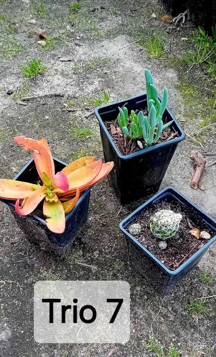 Trio de suculentas em vaso