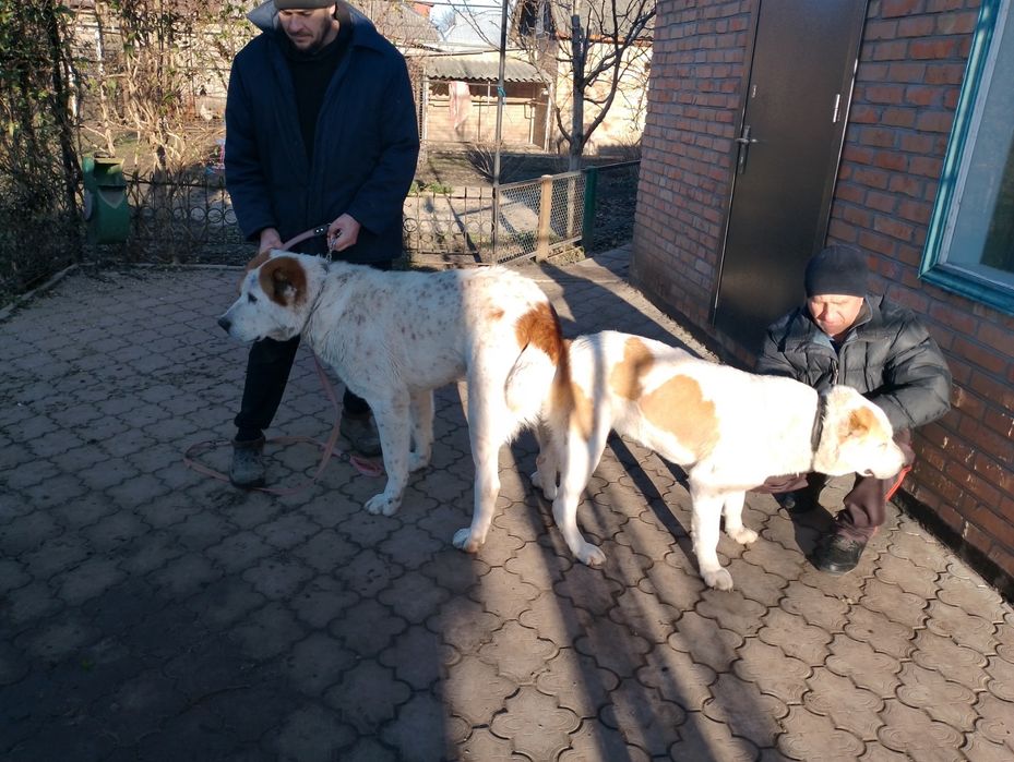Кабель САО середньоазітська вівчарка для в'язки