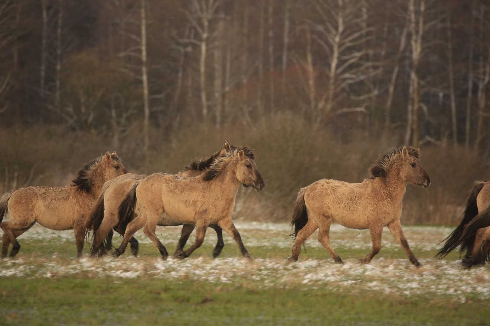 Klacze koników polskich z pełnym pochodzeniem.