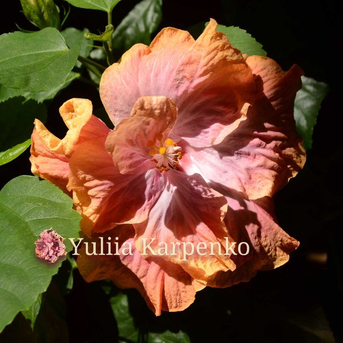 4-колірний сортовий гібіскус Creole Lady махровий сортовой гибискус