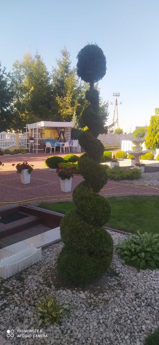 Sprzedam tuje formowaną w spiralę