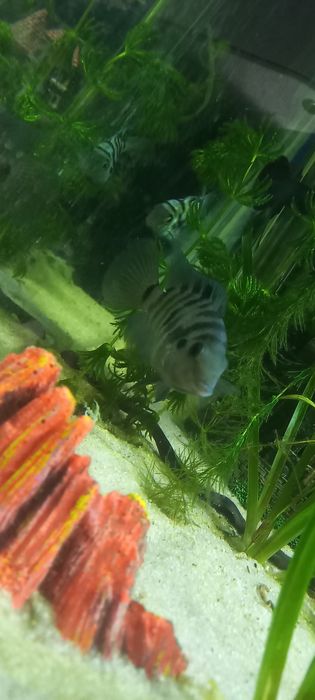 ciclídeo polar azul papagaio,