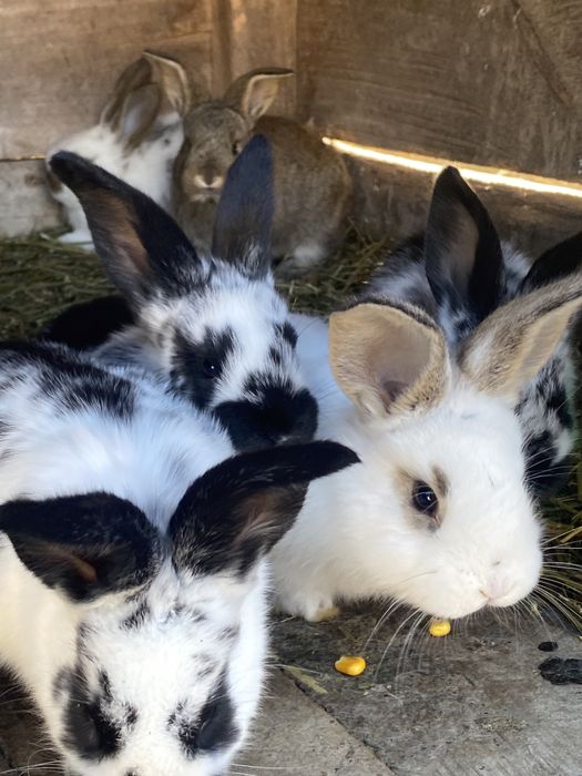 Кролі різногл віку