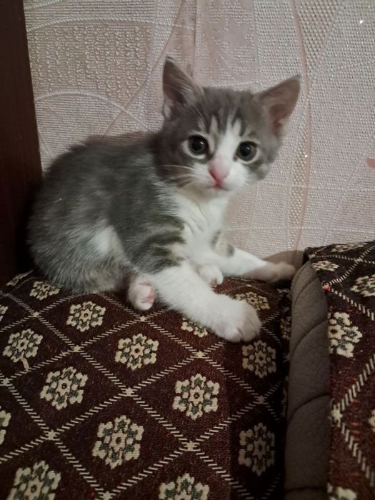 Малі пухнасті та грайливі бешкетниці( Віддам хорошим людям)