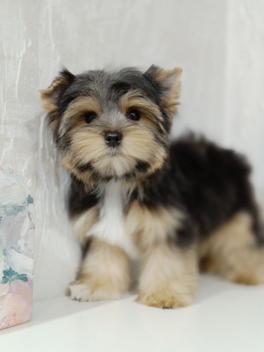 Клёвые хлопцы йорчики