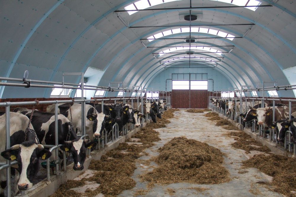 Płyty Izolacyjne Ocieplenie Obory Kurnika Podsufitka STYRODUR XPS AGRO