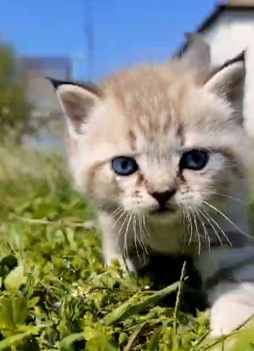 Котик ,окрас шоколадный таби