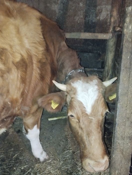 Продається тільна телиця