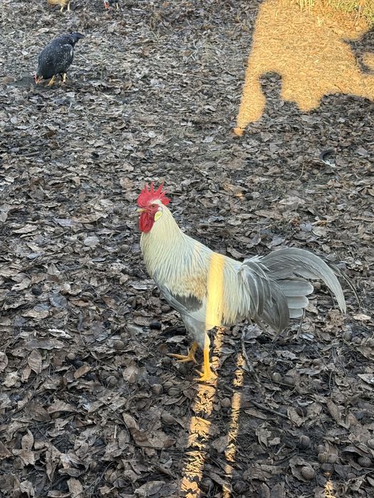 Kogut włoszki lawendowej