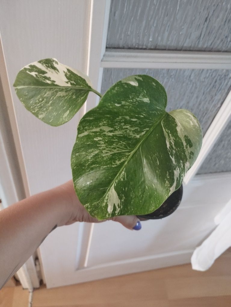 Monstera Variegata