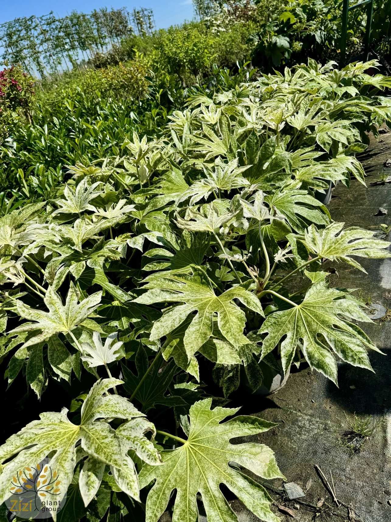 Fatsia japonica 'Spider's Web, Facja japońska, 40-60cm, 100-120cm