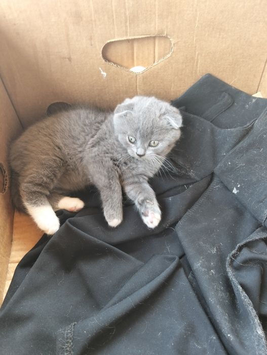 Продаж висловухих котят