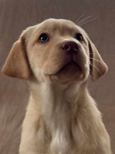 Labrador retriever