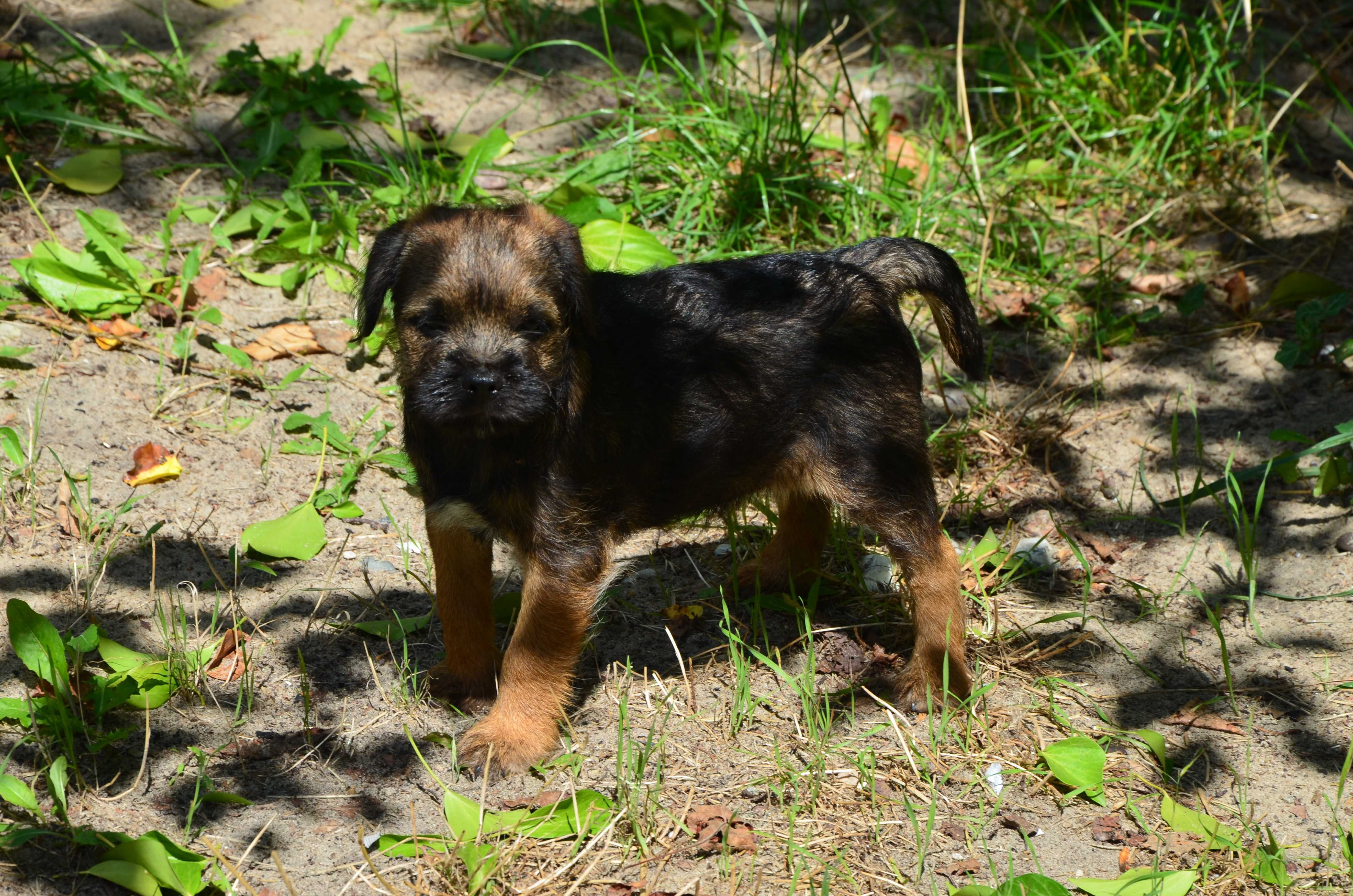 Border Terrier szczenię ZKwP, FCI rezerwacja, lipiec 2025