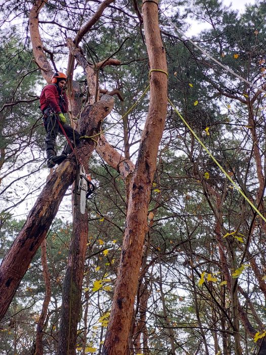 wycinka drzew karczowanie rębak skup drzew na pniu podnośnik koszowy