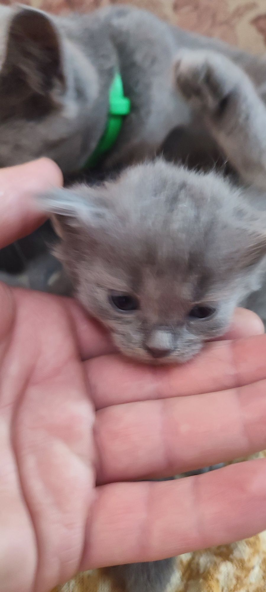 Продам кошенят британців