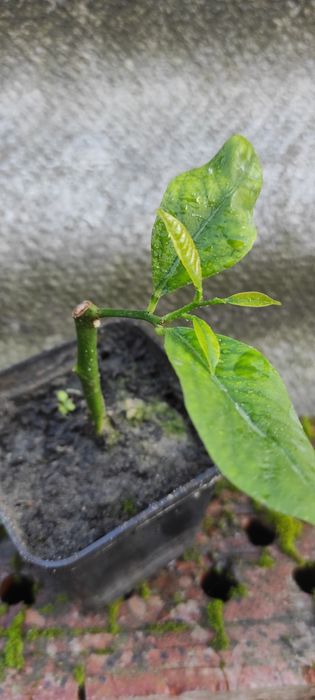 Продам власновкорінені живці плодоносного лимонного дерева