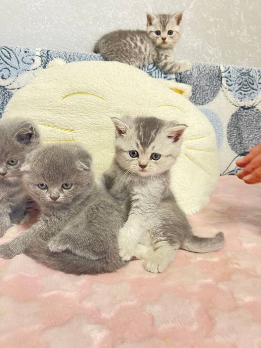 Кошенята шотландці дівчата