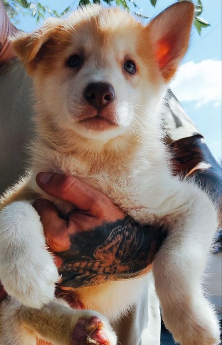 Є сибірський хаскі! Цікаві