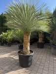 Yucca rostrata – Jukka mrozoodporna do ogrodu i na taras
