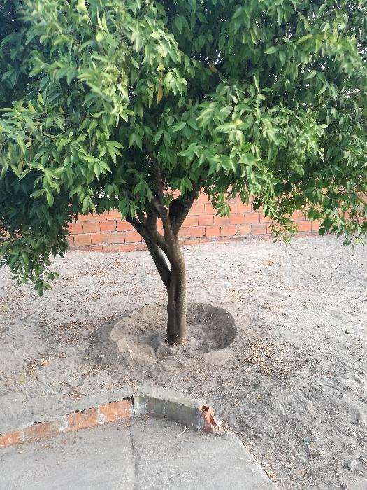 Serviço de limpezas de Terrenos e Corte de árvores.