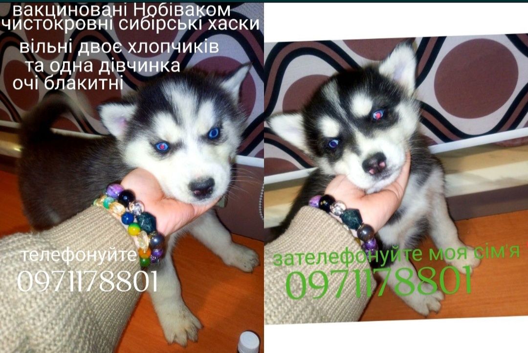 Хаски для Вас! Відгукніться власники.