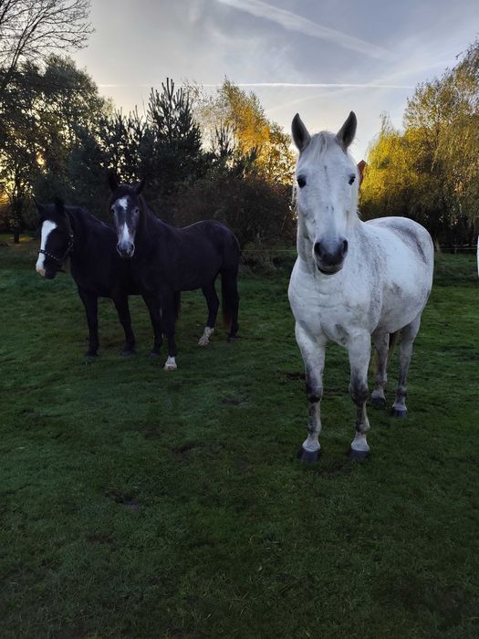 Likwidacja stada koni