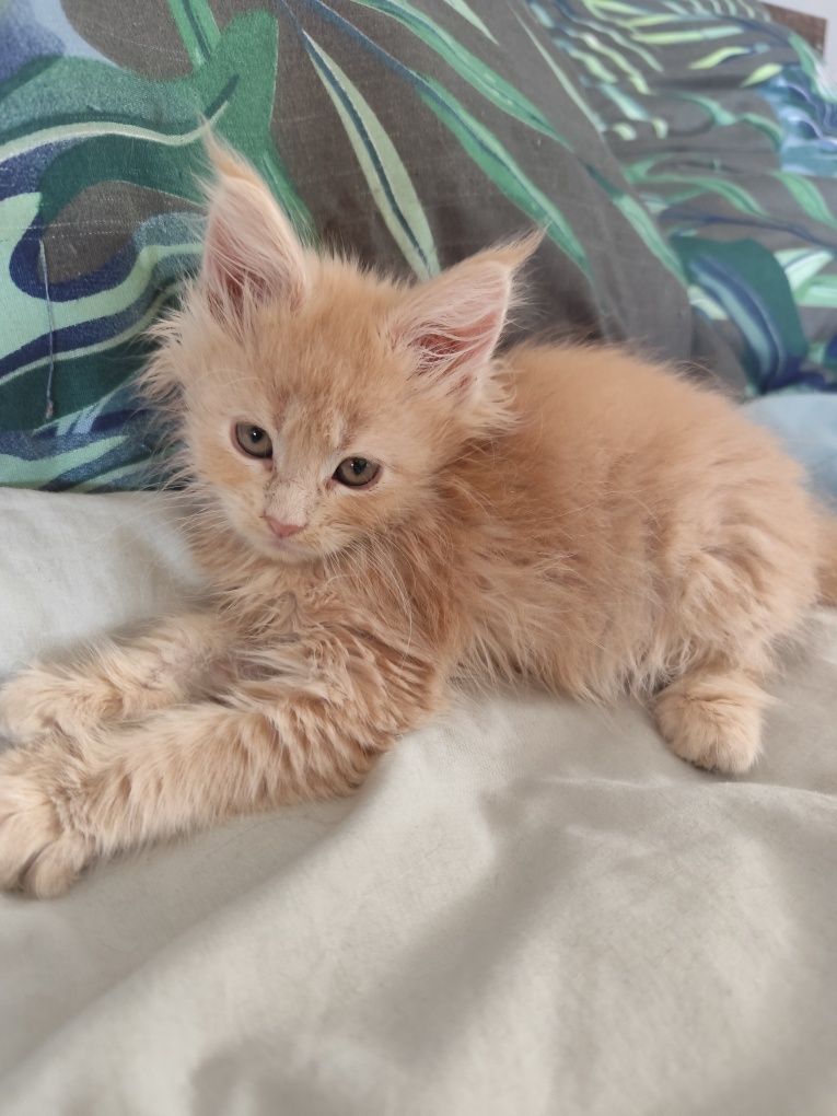Kremowy kocurek Maine Coon- gotowy do odbioru