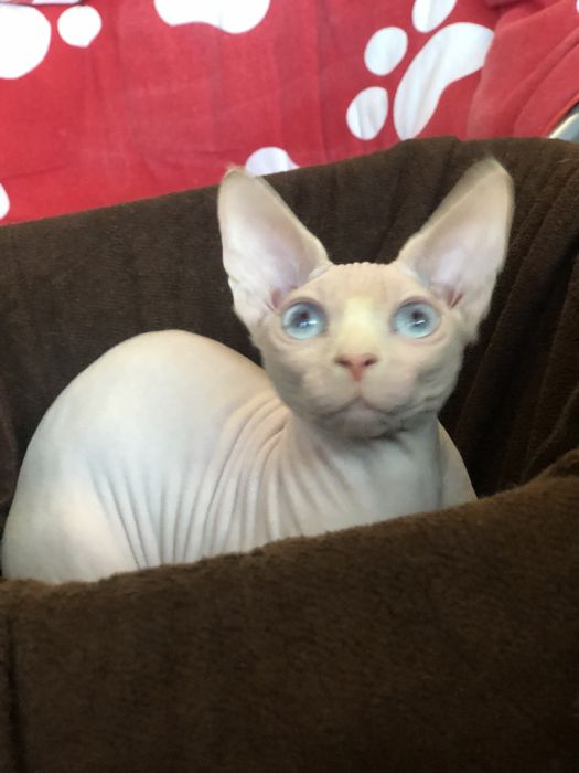 Белая девочка сфинкс