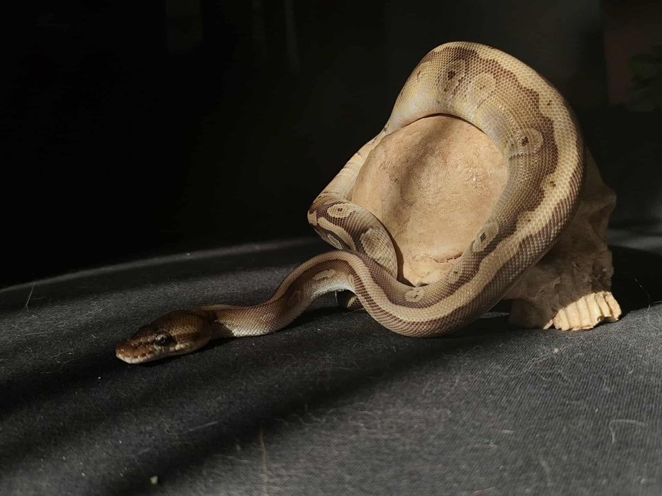 Wąż zbożowy samiczka