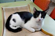 Mysio-Pysio szuka domu adopcja Rybnik