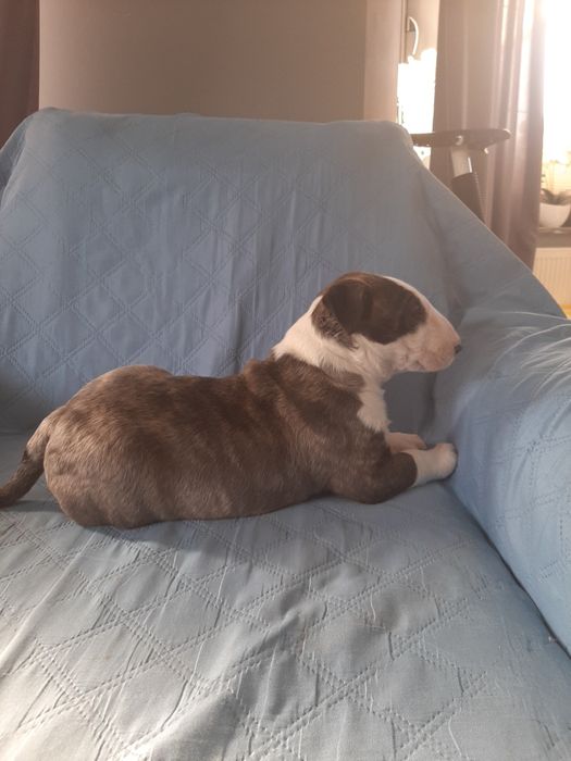 Bulterier standardowy