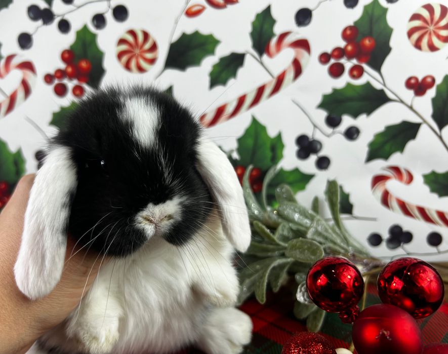 Mini lopy karzełki teddy z zarejestrowanej hodowli