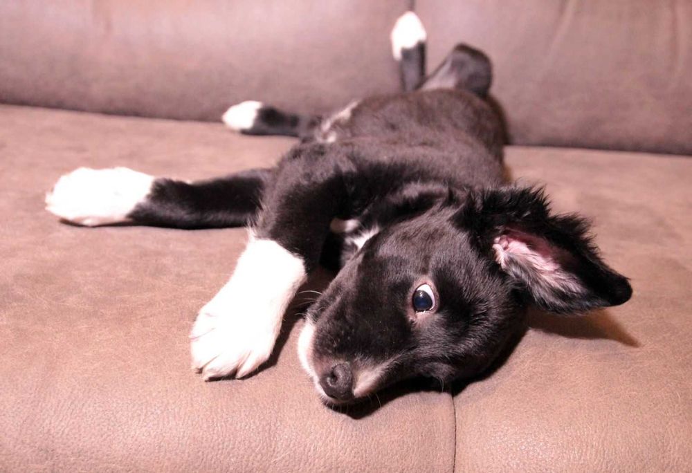 Хвостате щастя для Вас!