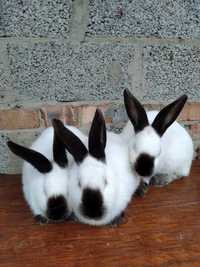 Продам породисті кролики (кролі)