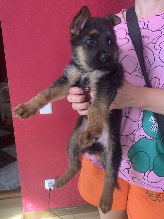 Цуценята Німецької вівчарки